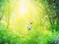 蝴蝶飞入森林 (372播放)